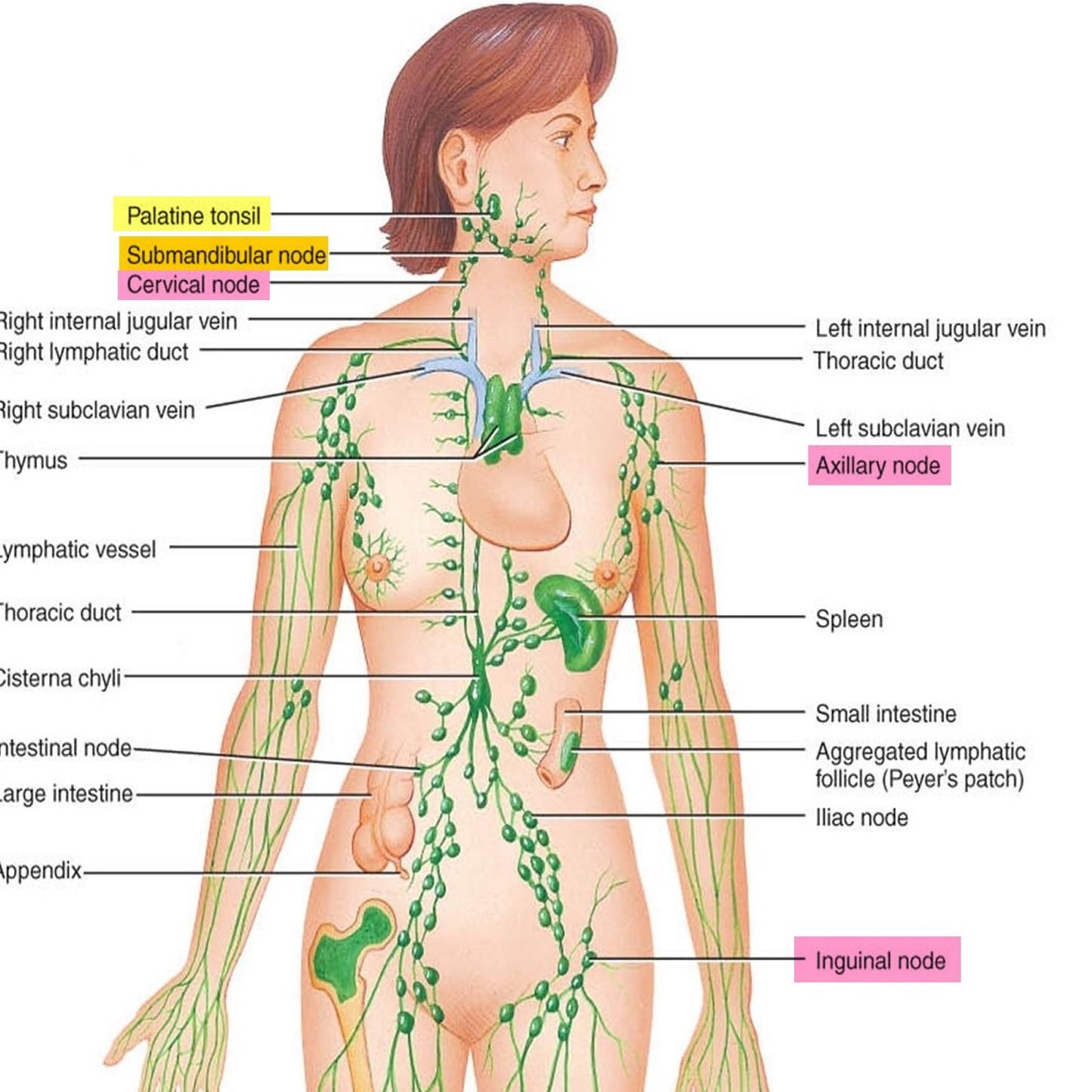 Lymphatic Drainage Yoga by Angeline Ong (90 min) at 8am Sun on 28 Apr 2024